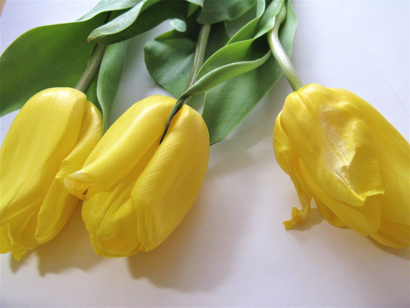Canon POWERSHOT A720 IS sample photo. Tulips, yellow, spring photography