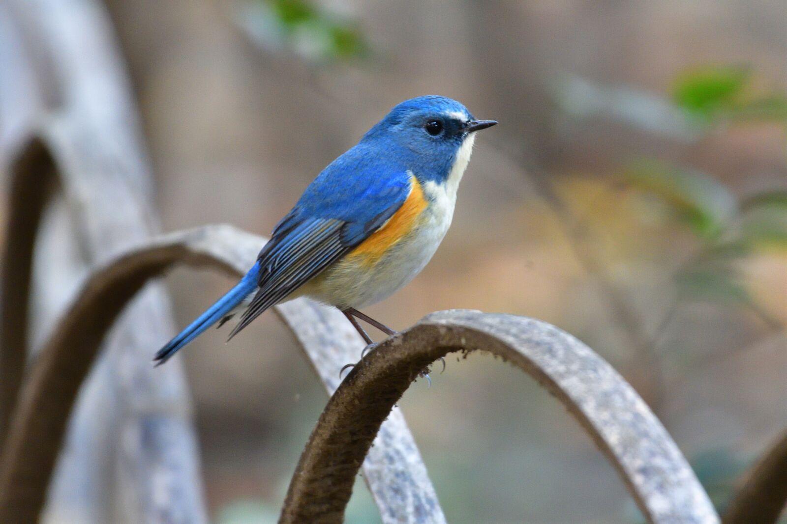 Nikon D500 sample photo. Natural, bird, wild animals photography