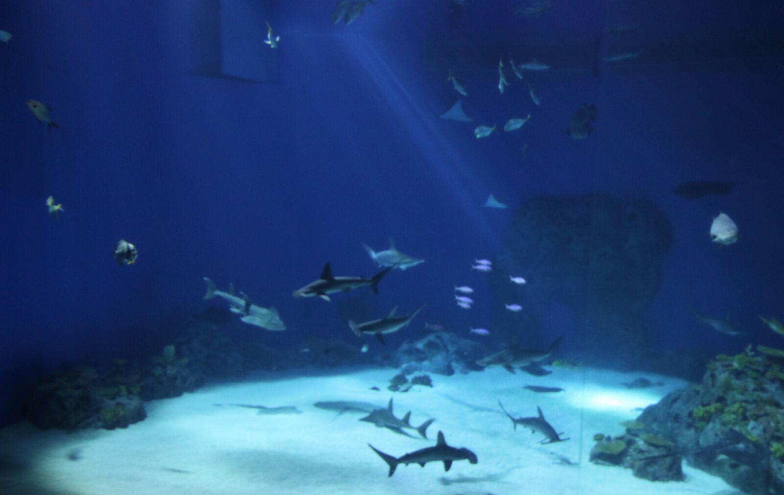 Canon EOS 7D Mark II sample photo. Animals, aquarium, blue, dangerous photography