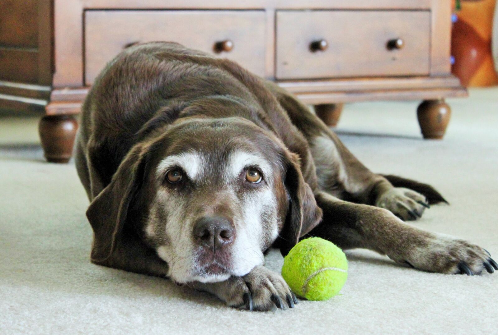 Canon EOS 500D (EOS Rebel T1i / EOS Kiss X3) sample photo. Lazy dog, dog, labrador photography