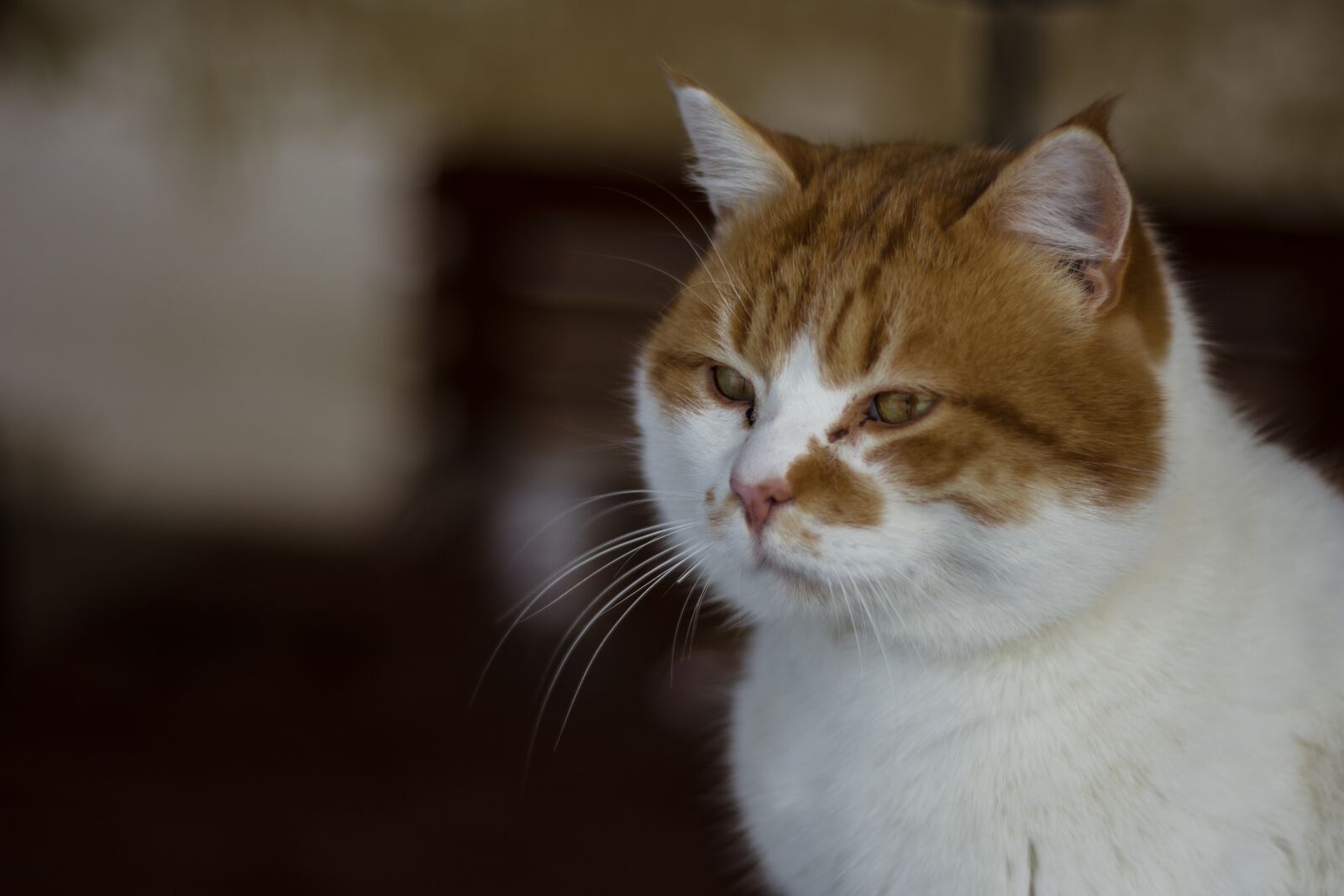Nikon D7200 sample photo. Cat, pet, animal photography