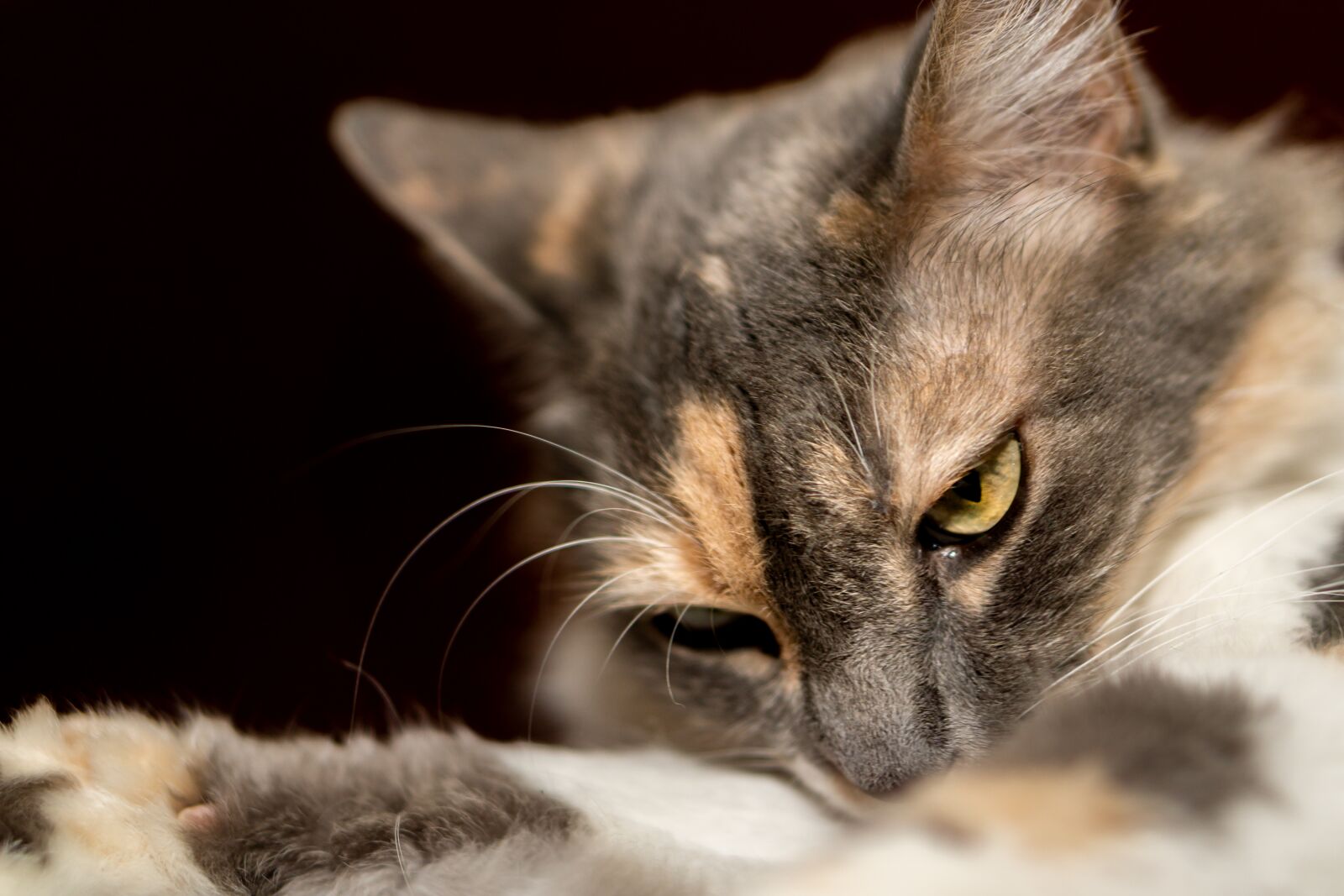 E 50mm F1.8 OSS sample photo. Cat, animal, cute photography