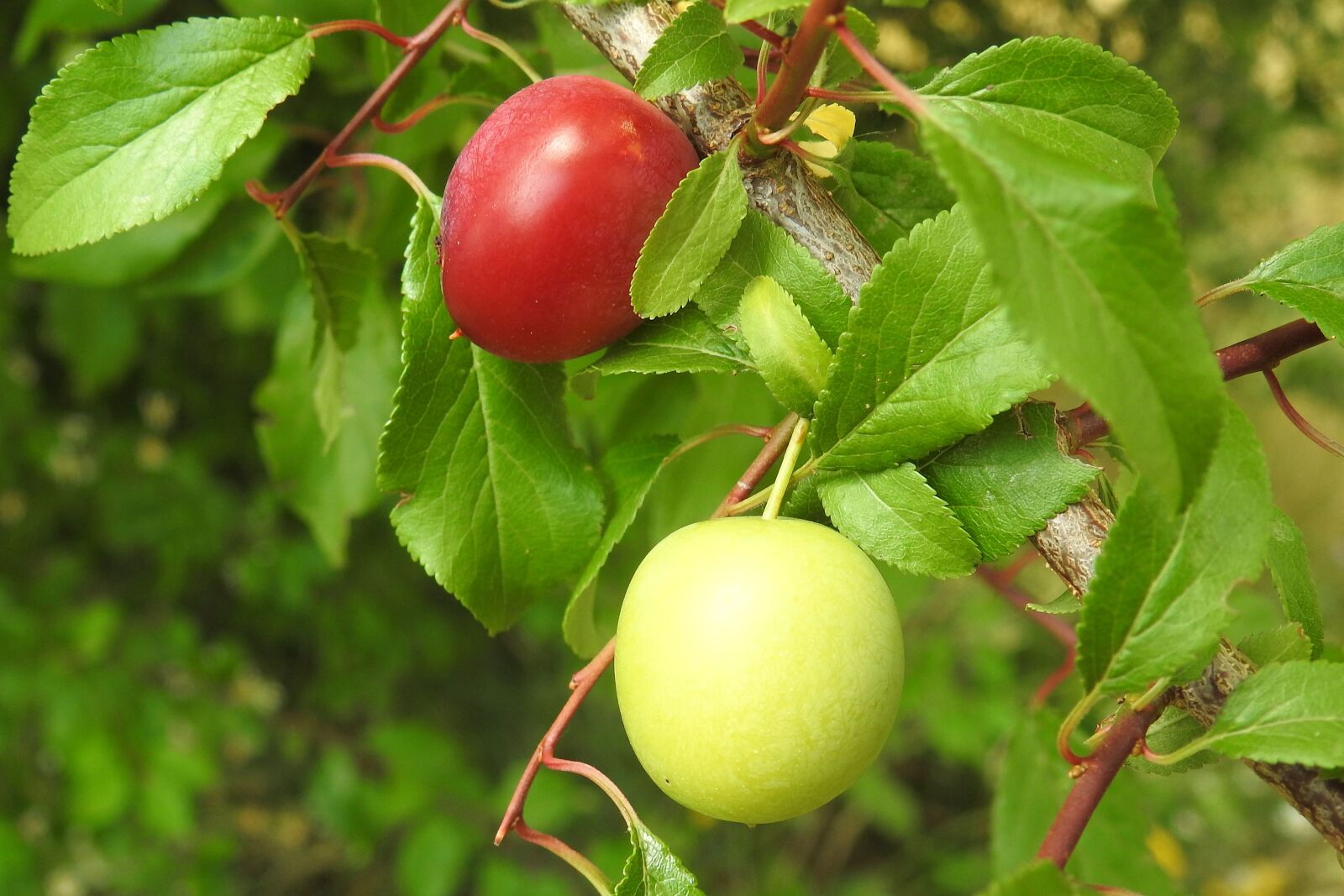 Nikon Coolpix P900 sample photo. Cherry plum, yellow plums photography