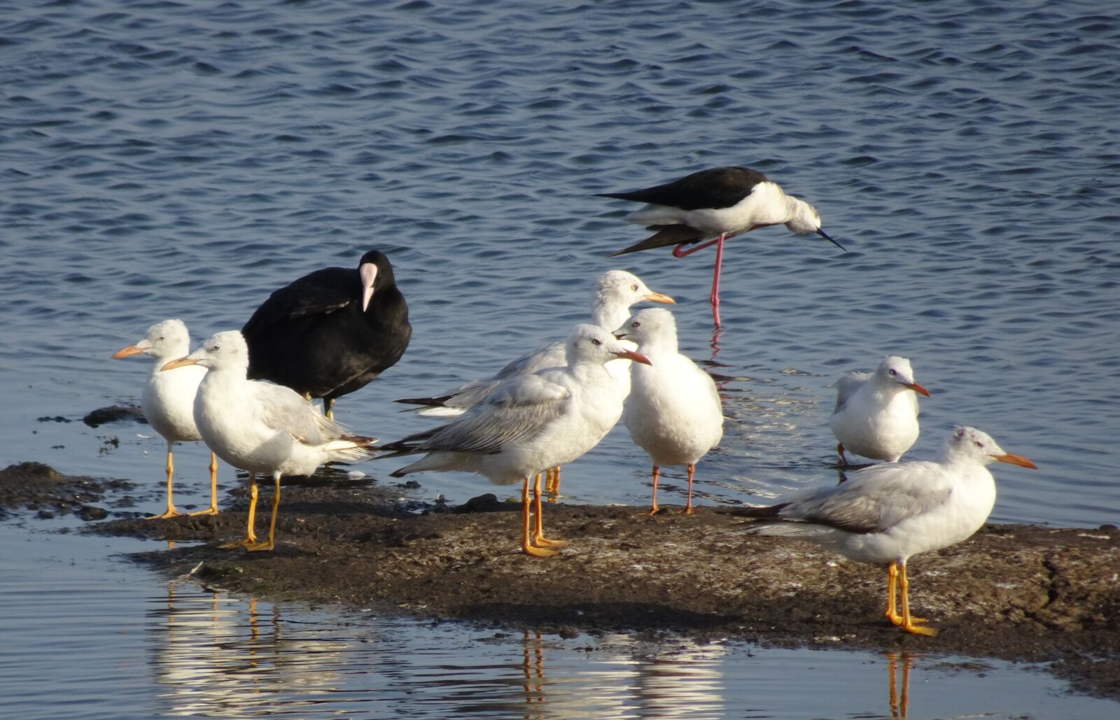 Sony Cyber-shot DSC-HX90V sample photo. Gull, bird, slender-billed gull photography