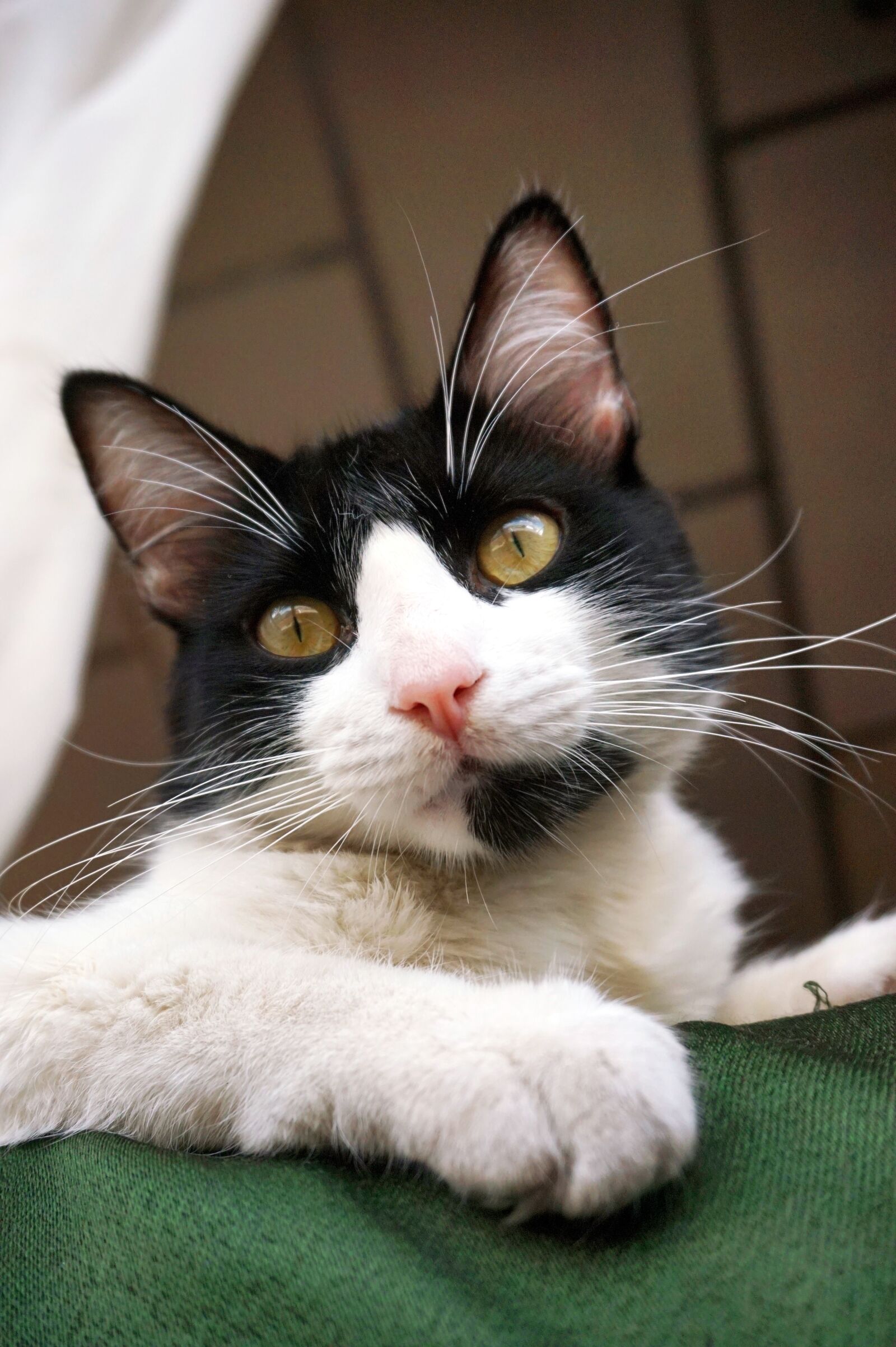 Sony E 16-50mm F3.5-5.6 PZ OSS sample photo. Cat, animal, cute photography