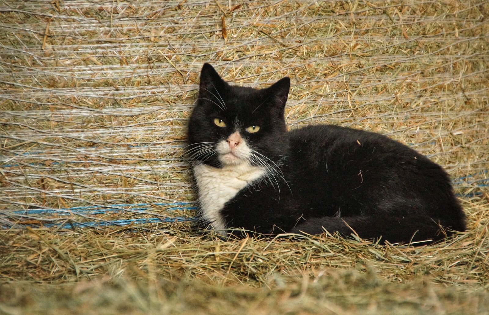 Sony SLT-A58 sample photo. Cat, hay bales, straw photography