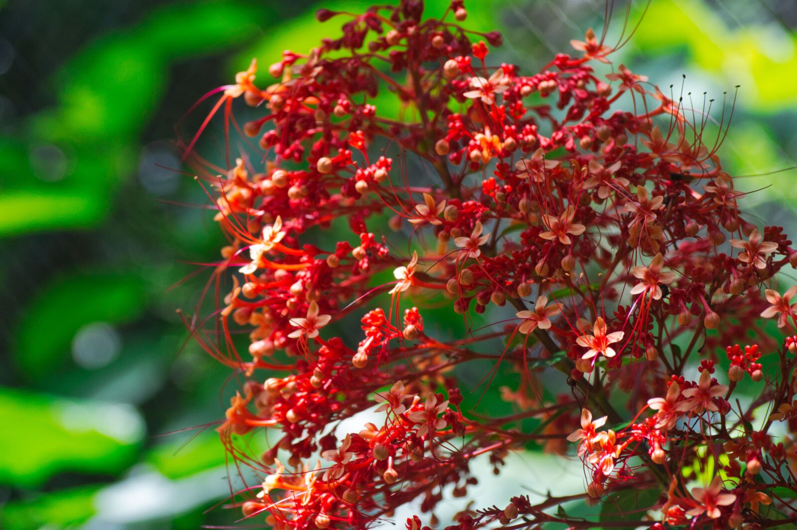 Nikon D3200 sample photo. Costa rica, plant, flower photography