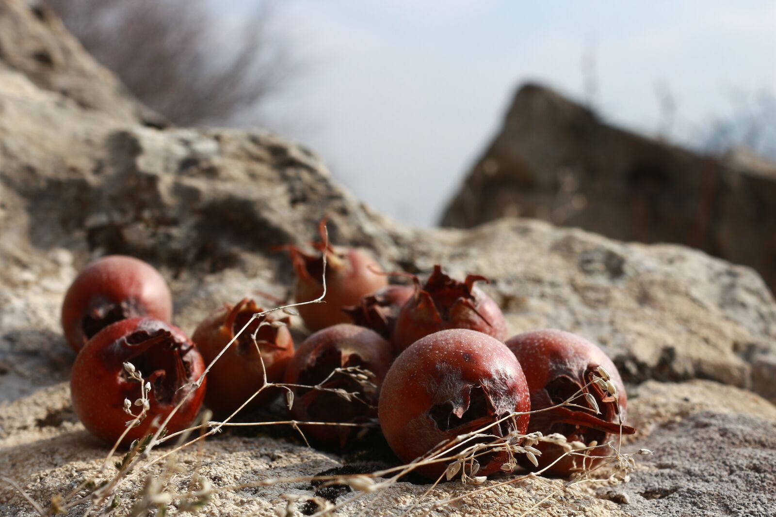Canon EOS 700D (EOS Rebel T5i / EOS Kiss X7i) sample photo. Fruit, dongel, kennedy photography