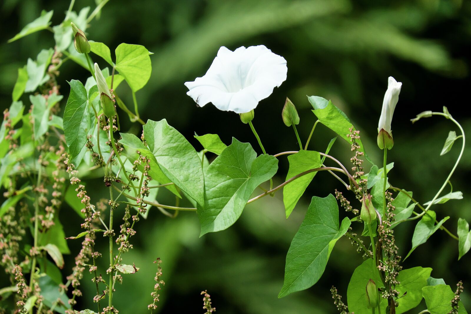 Fujifilm X-T10 + Fujifilm XC 50-230mm F4.5-6.7 OIS sample photo. Bindweed, weed, blossom photography