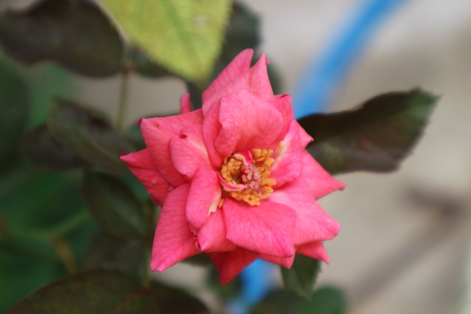 Canon EOS M10 sample photo. Rose, nature, pink photography