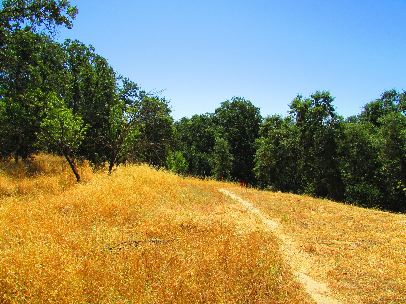 Canon PowerShot SX400 IS sample photo. California, hill, grass photography