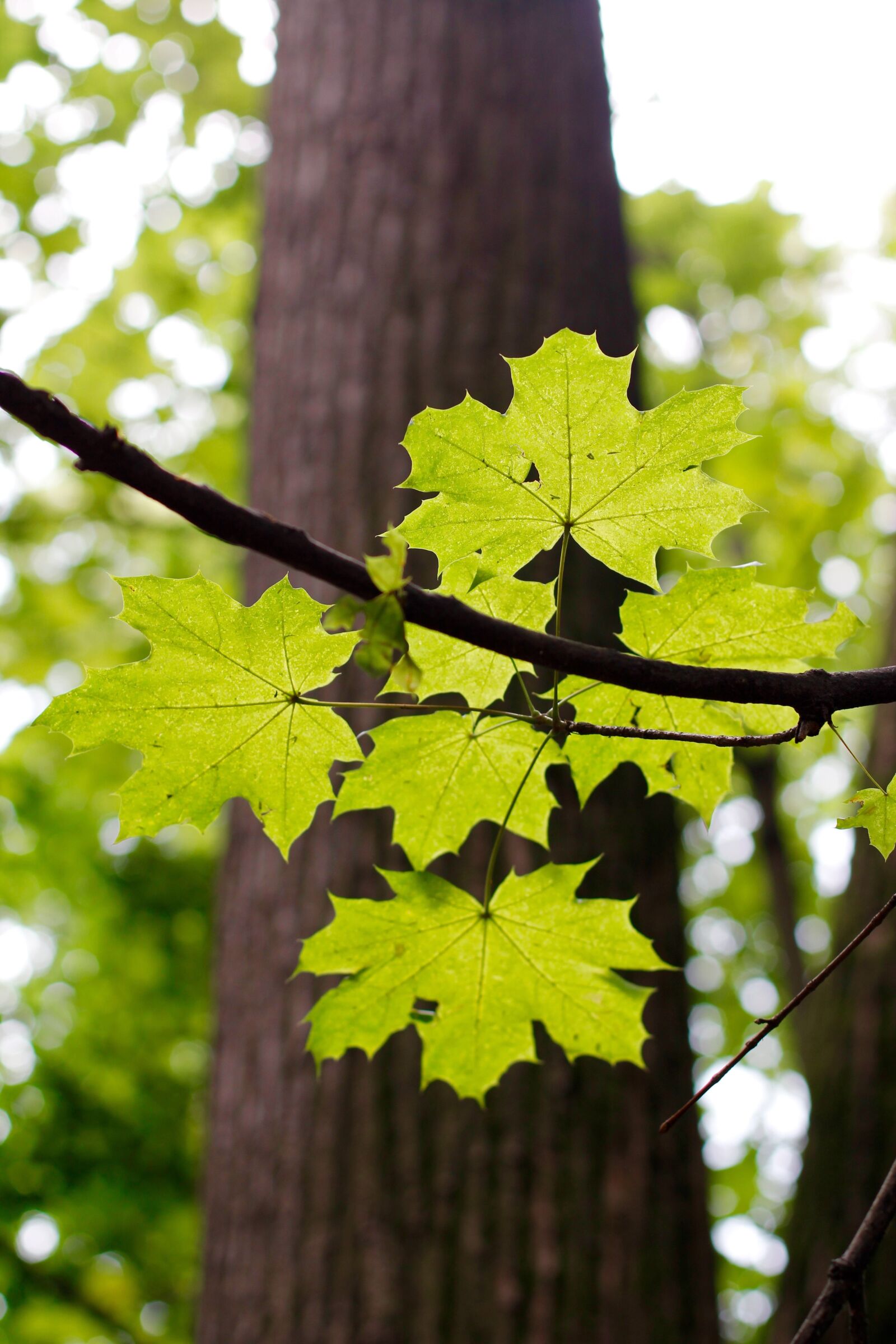 Canon EOS 60D + Canon EF 50mm F1.4 USM sample photo. Tree, branches, aesthetic photography