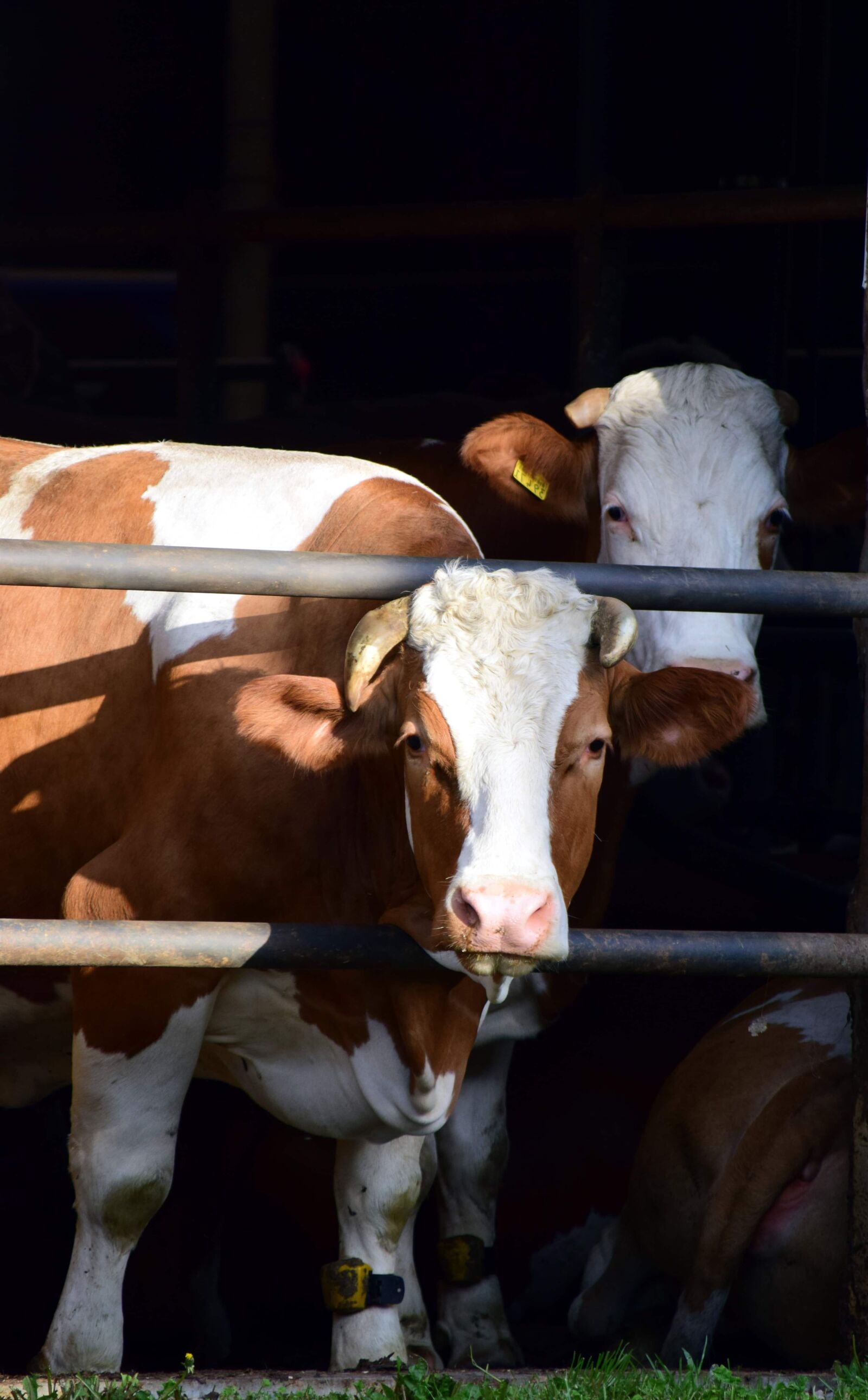 Nikon D3300 sample photo. Cow, agriculture, calf, livestock photography