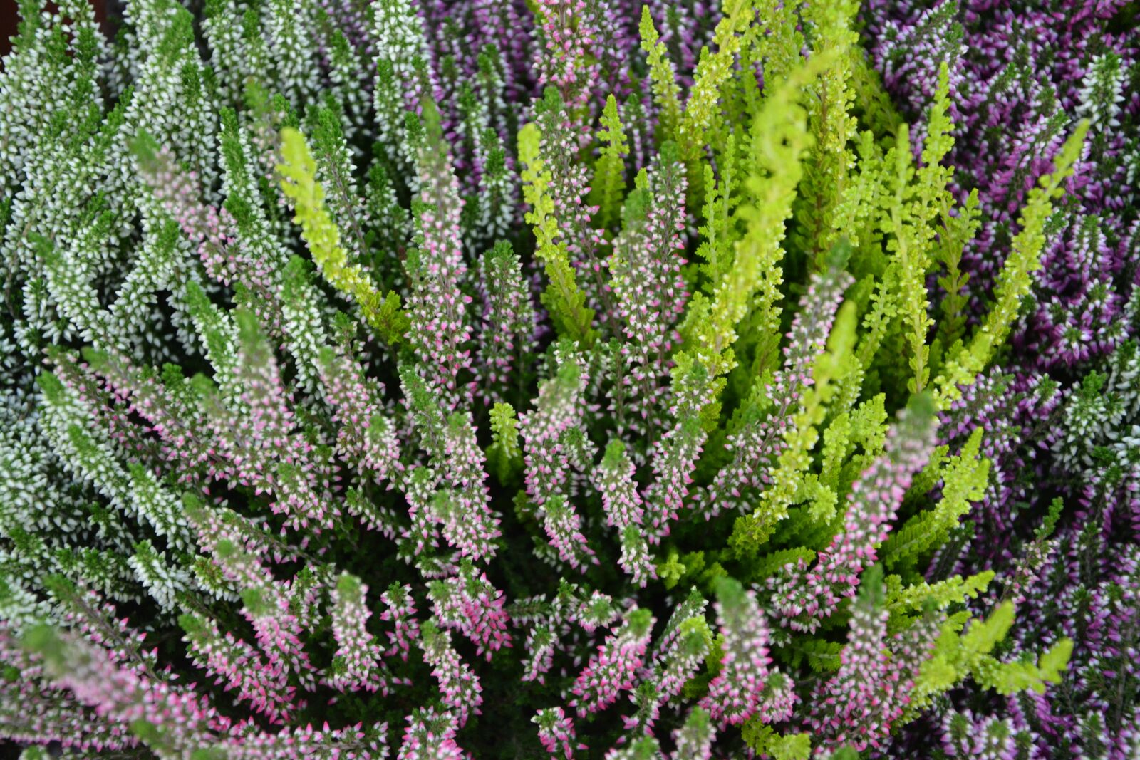 Nikon D5200 sample photo. Plant, heather, color photography