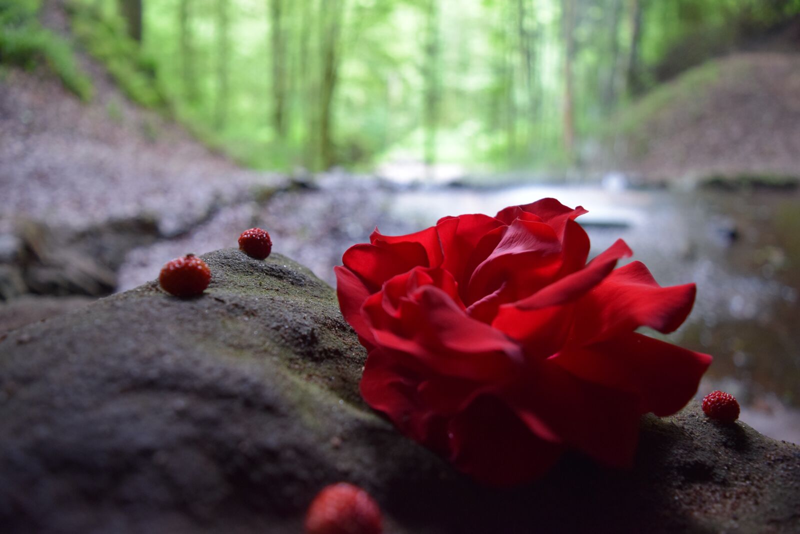 Nikon D5300 sample photo. Rose, forest, water photography