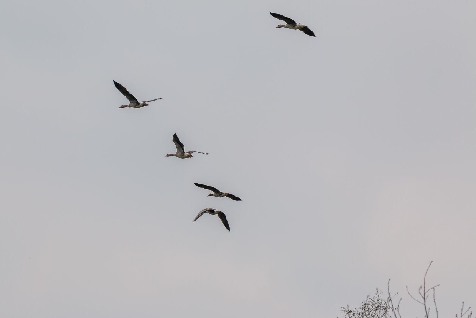 150-600mm F5-6.3 DG OS HSM | Contemporary 015 sample photo. Wild geese, goose, geese photography