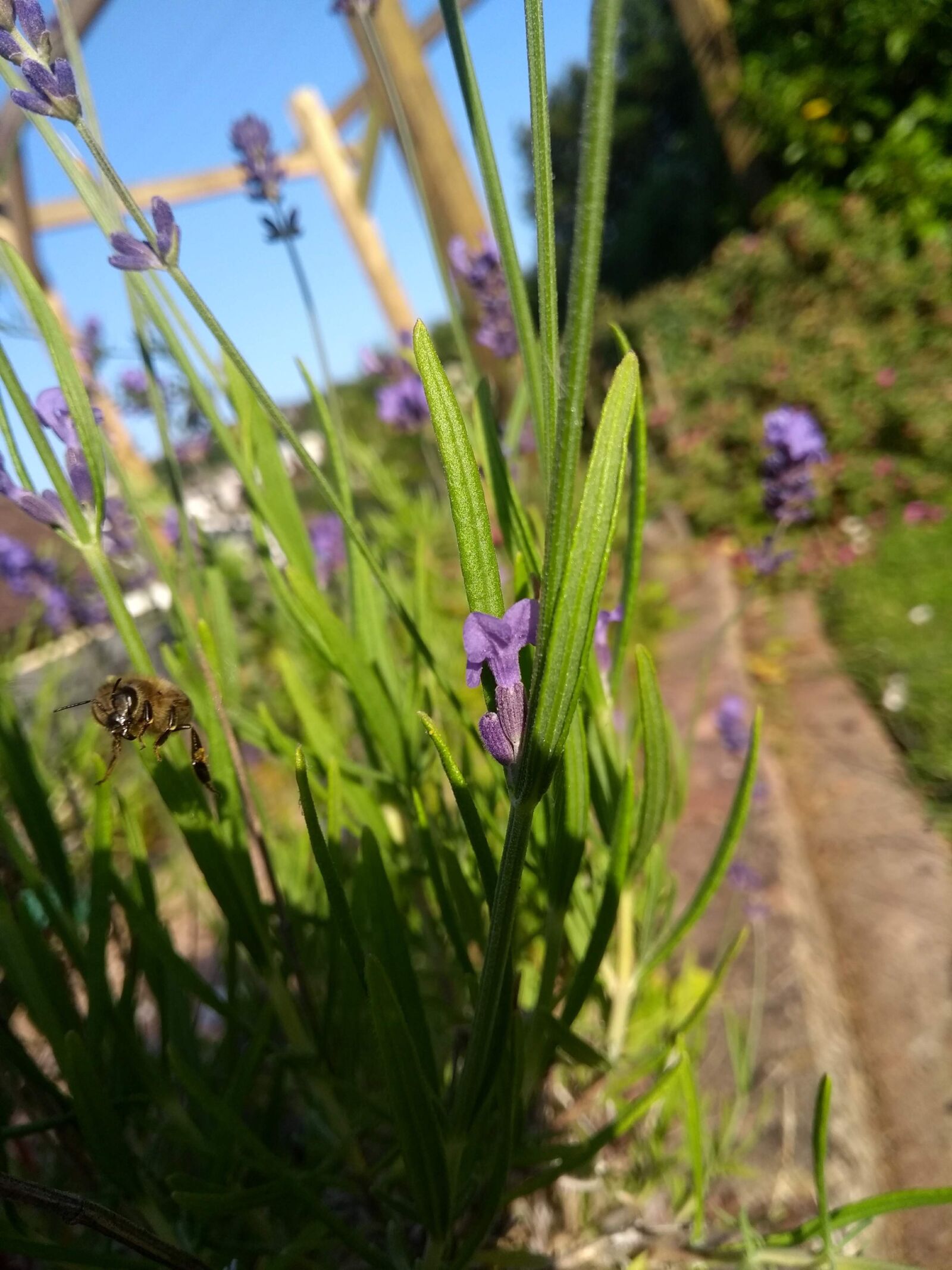 Motorola Moto G (5th Gen) sample photo. Bee, in, fight photography