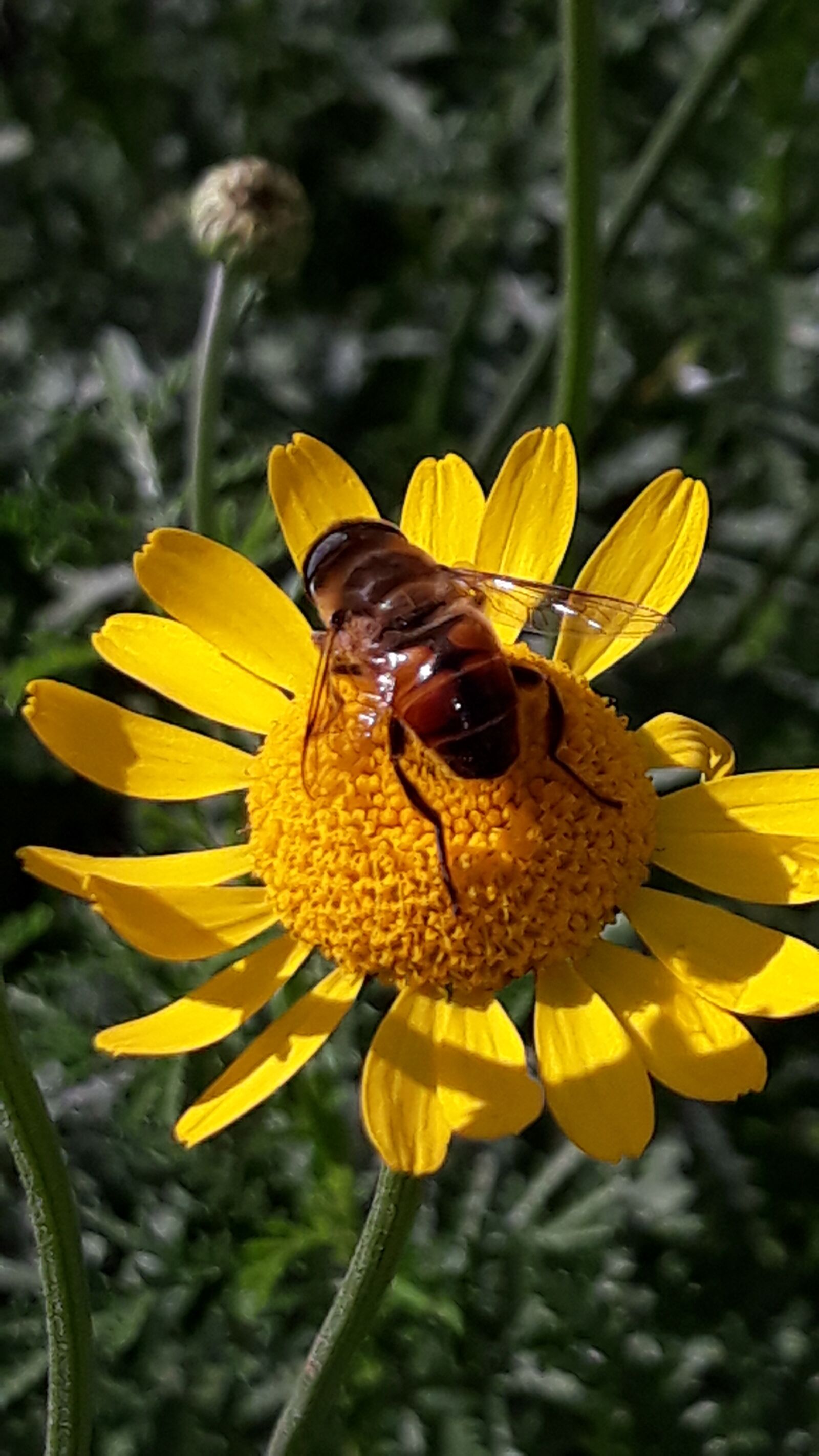 Samsung Galaxy J5 sample photo. Bee, bees, flowers photography