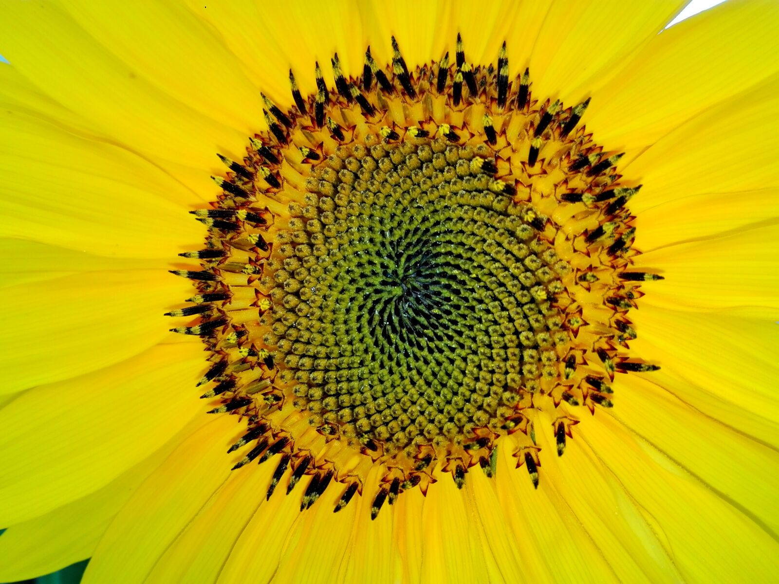 HUAWEI P8 Lite sample photo. Fibonacci, sunflower, yellow photography