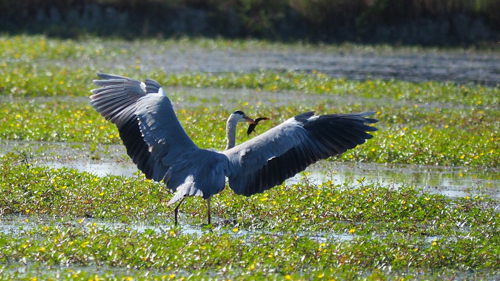 Olympus OM-D E-M10 II sample photo. Nature, birds, heron photography