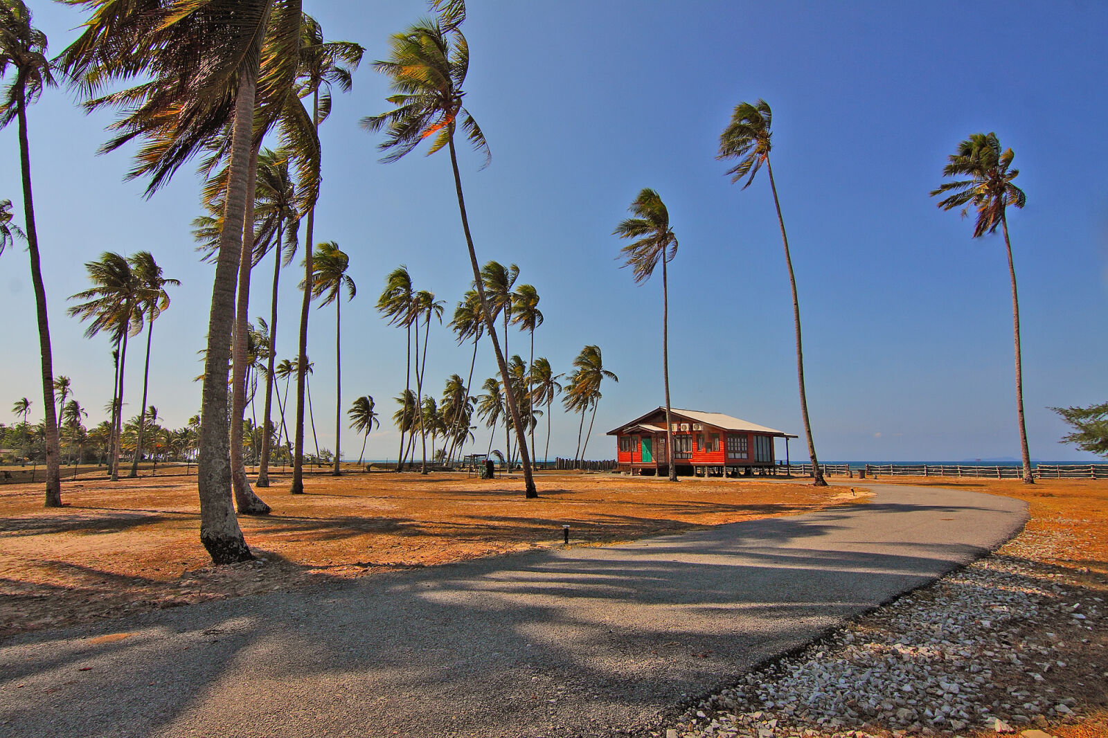 Canon EOS 50D sample photo. Clouds, coconut, coconut, trees photography