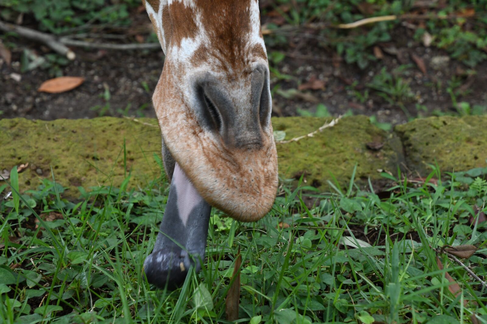 Nikon D7500 sample photo. Tongue, giraffe, grass photography
