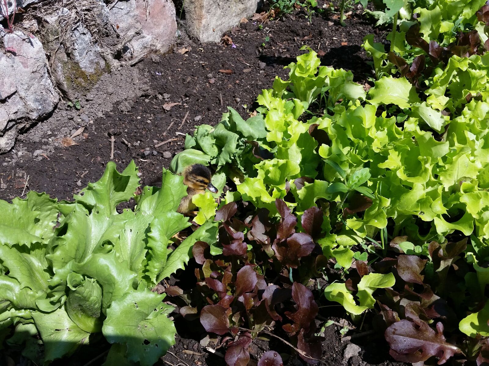 Samsung Galaxy S5 sample photo. Lettuce, gardening, growing veg photography