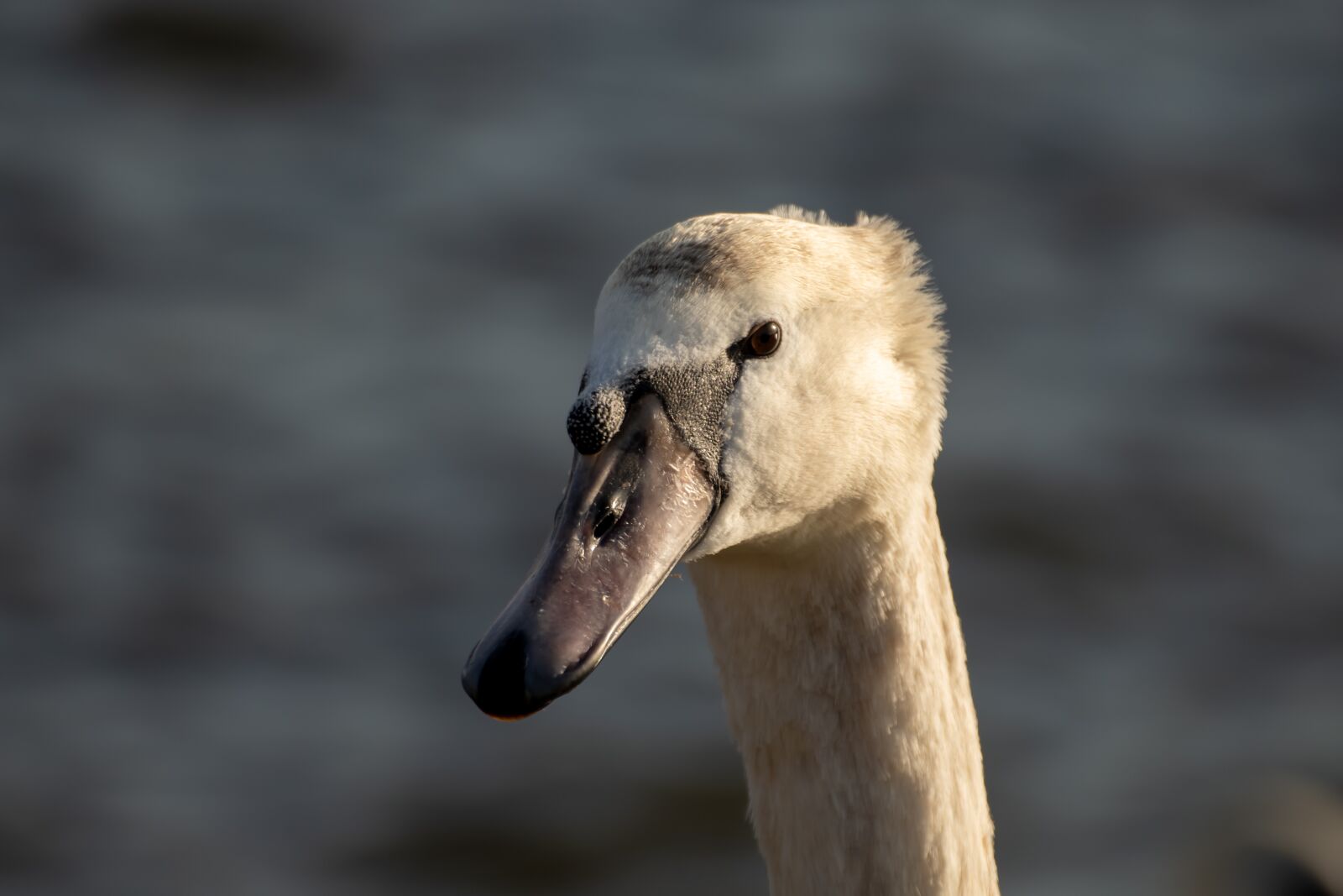 Canon EOS 200D (EOS Rebel SL2 / EOS Kiss X9) sample photo. Swan, young swan, bill photography
