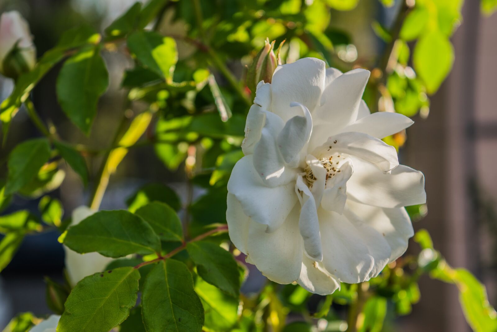 Nikon D5300 sample photo. Rose, nature, leafs photography