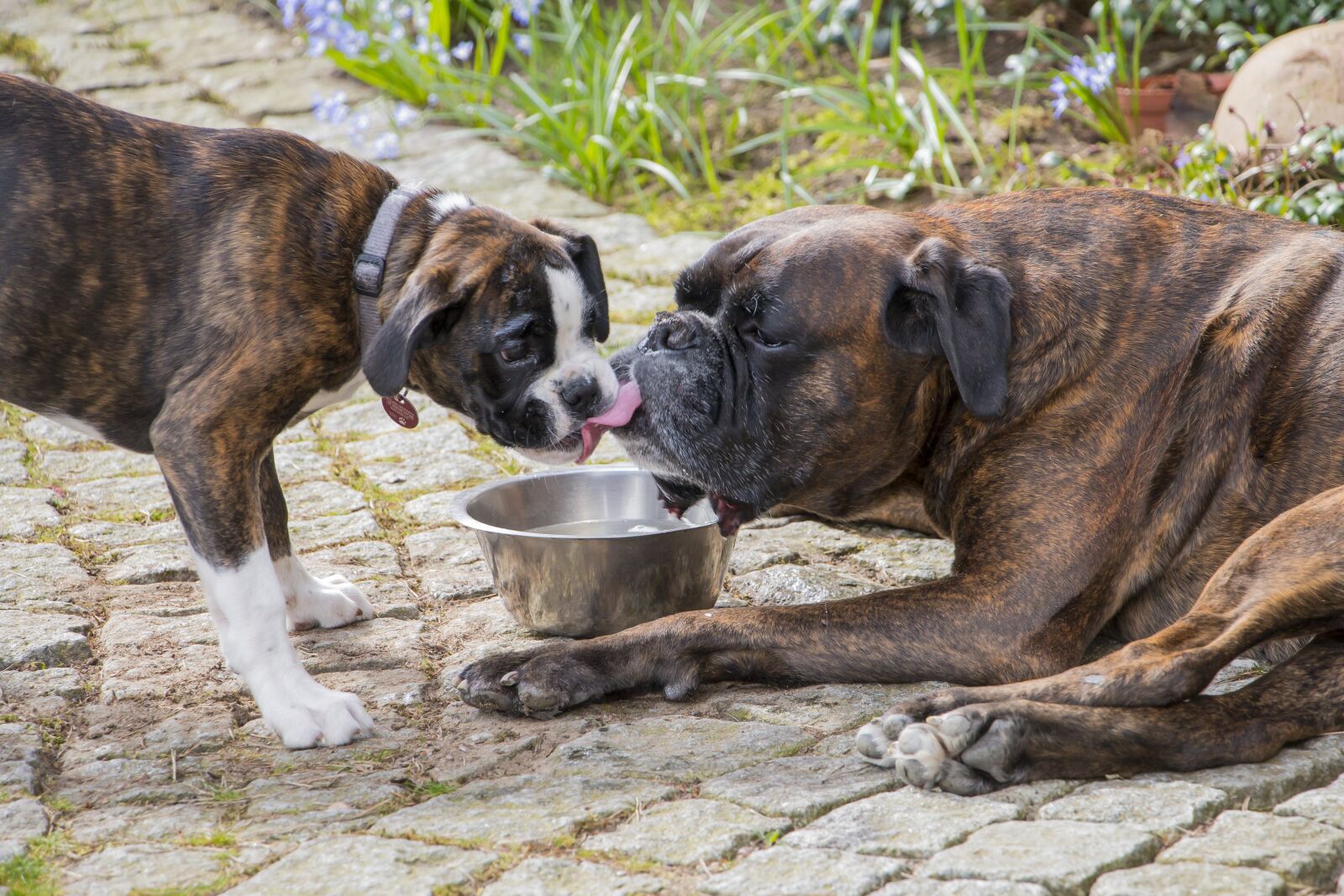 Canon EOS 70D sample photo. Dog, boxer, pet photography