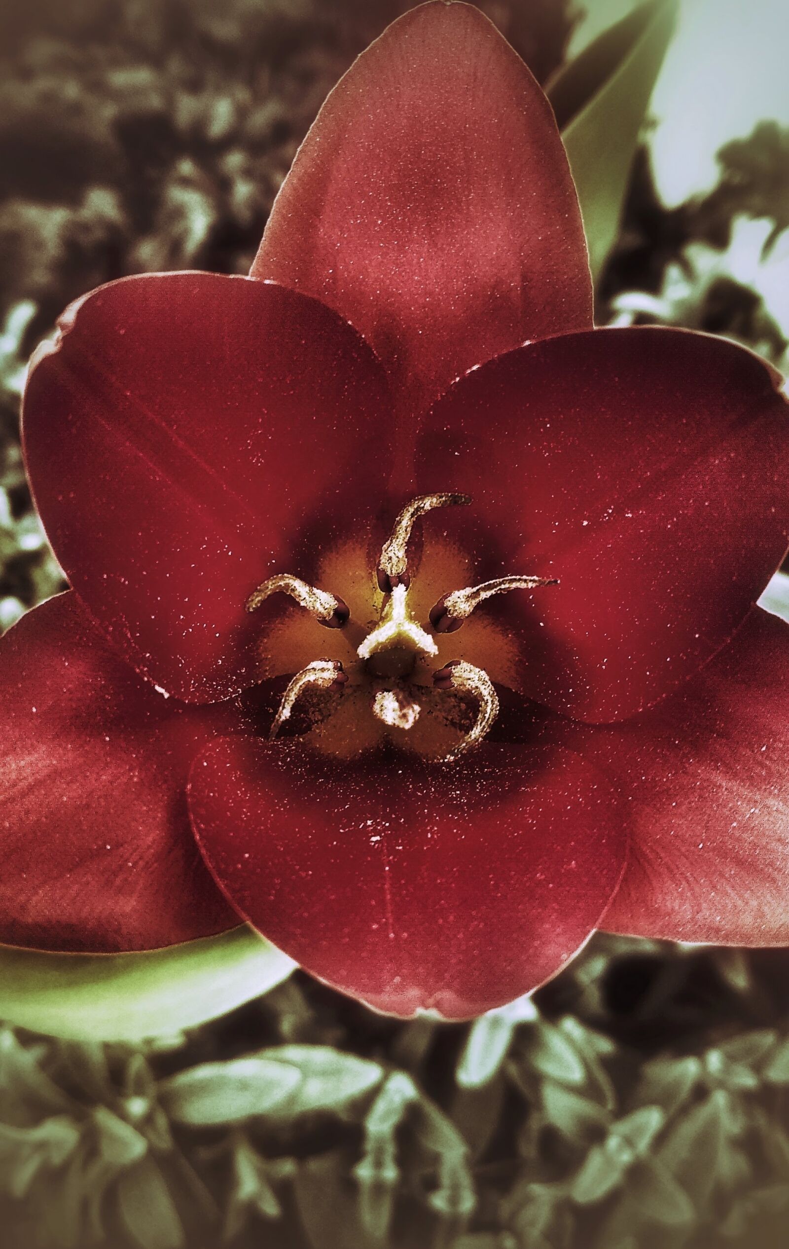 Xiaomi Redmi 5 Plus sample photo. Tulip, flower, figure photography