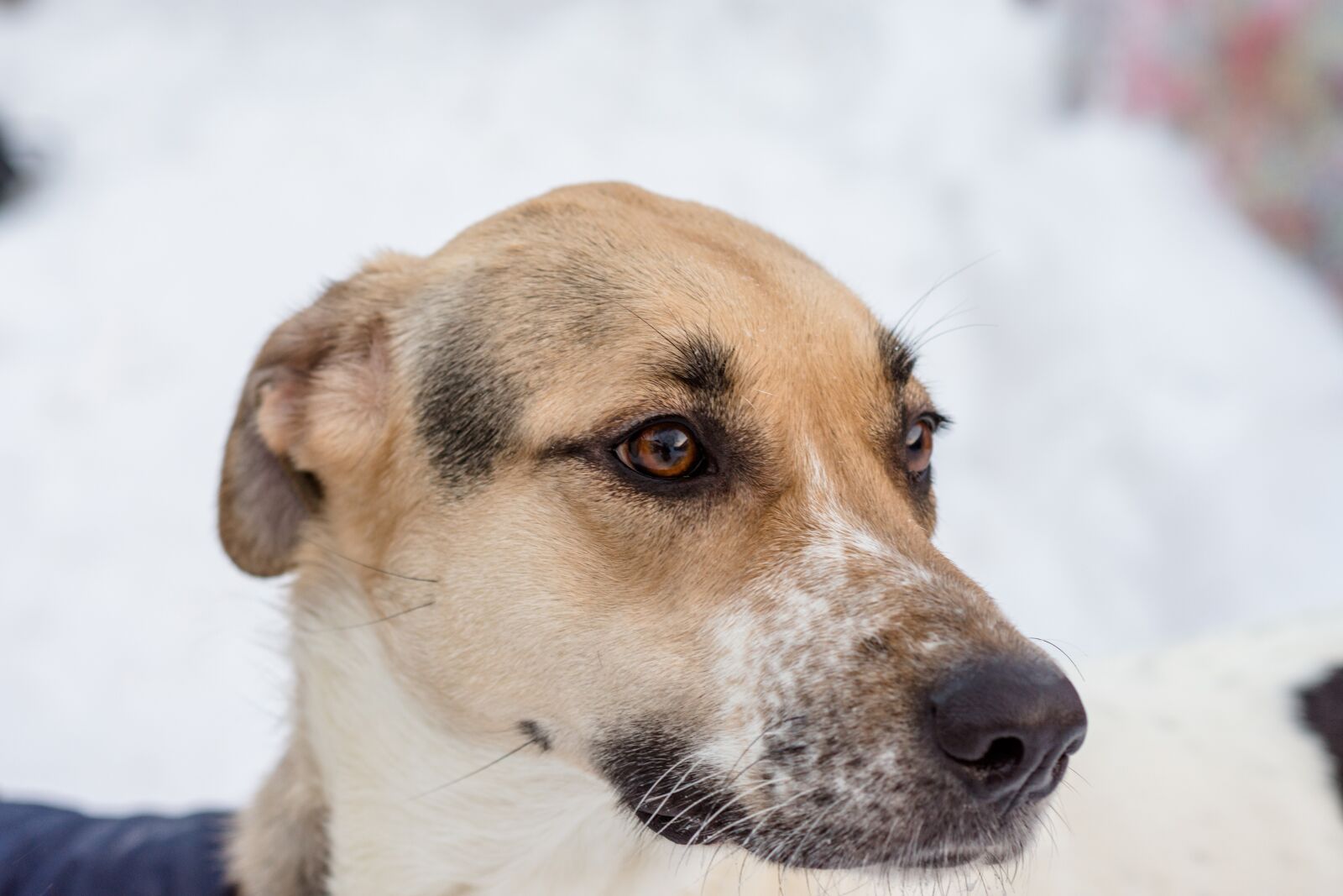 Nikon D7200 sample photo. Dog, winter, day photography