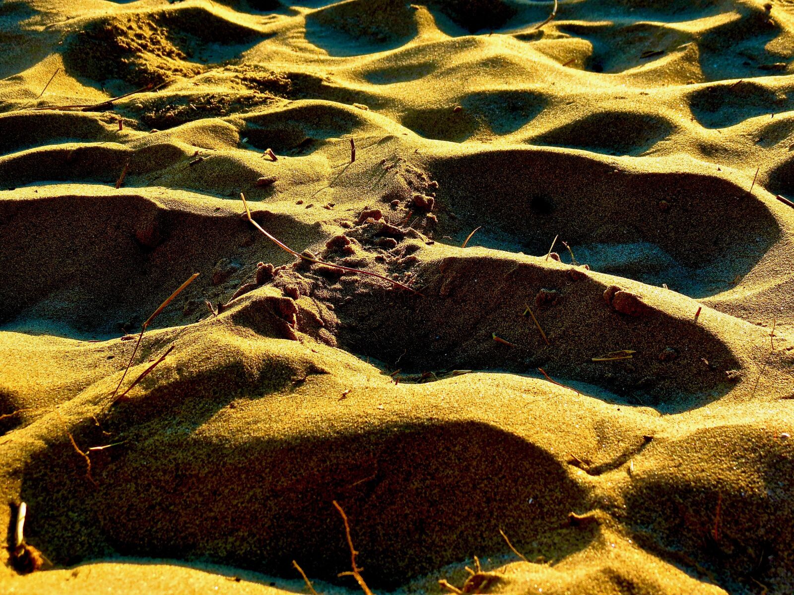 Canon PowerShot SX40 HS sample photo. Sand, beach, seaside photography