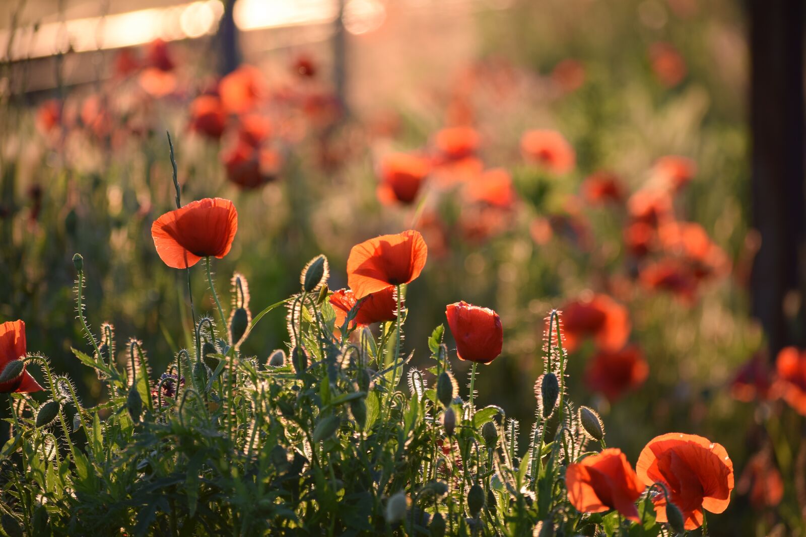 Nikon D3300 sample photo. Red poppy, evening, golden photography