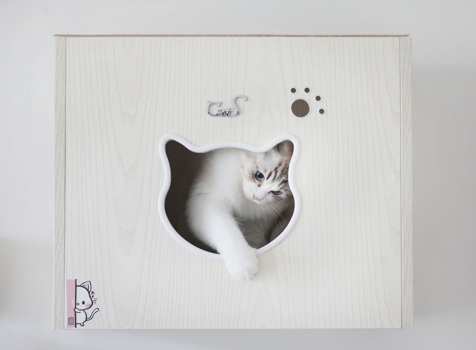 Canon EOS 5D Mark IV sample photo. Cat, animal, pets photography