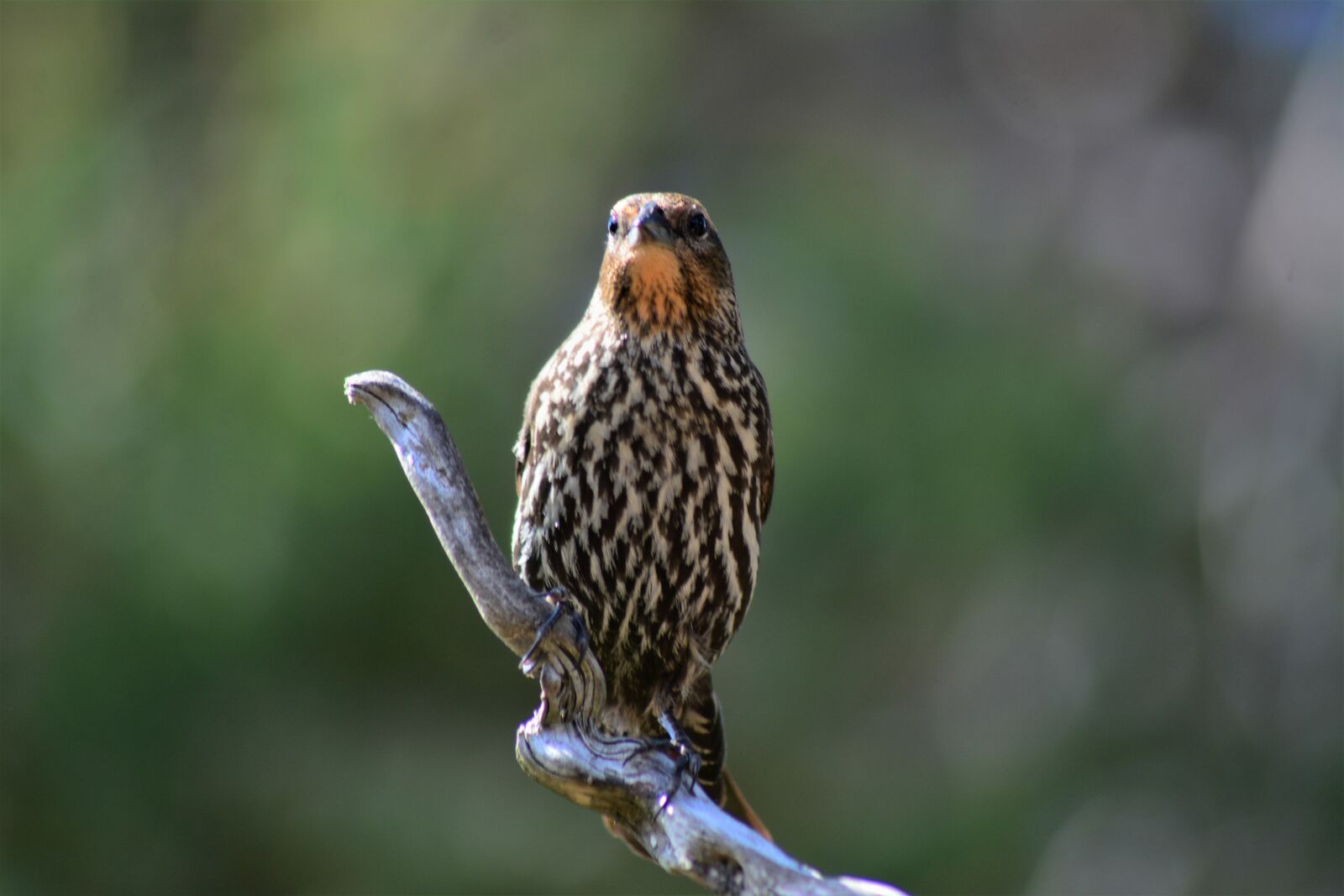 Nikon D7100 sample photo. Female red winged blackbird photography