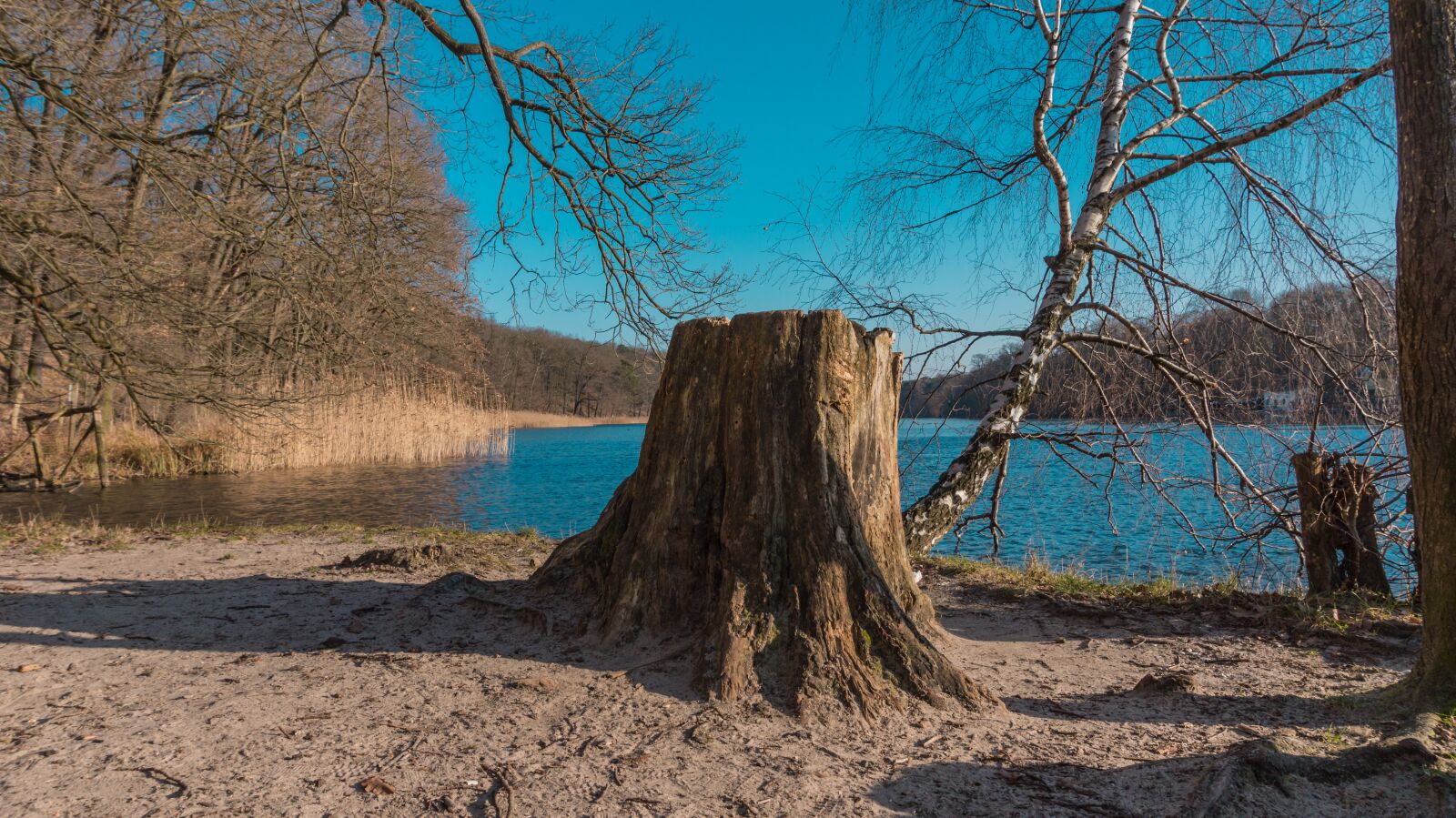 Sony Alpha a5000 (ILCE 5000) sample photo. Nature, waters, tree photography