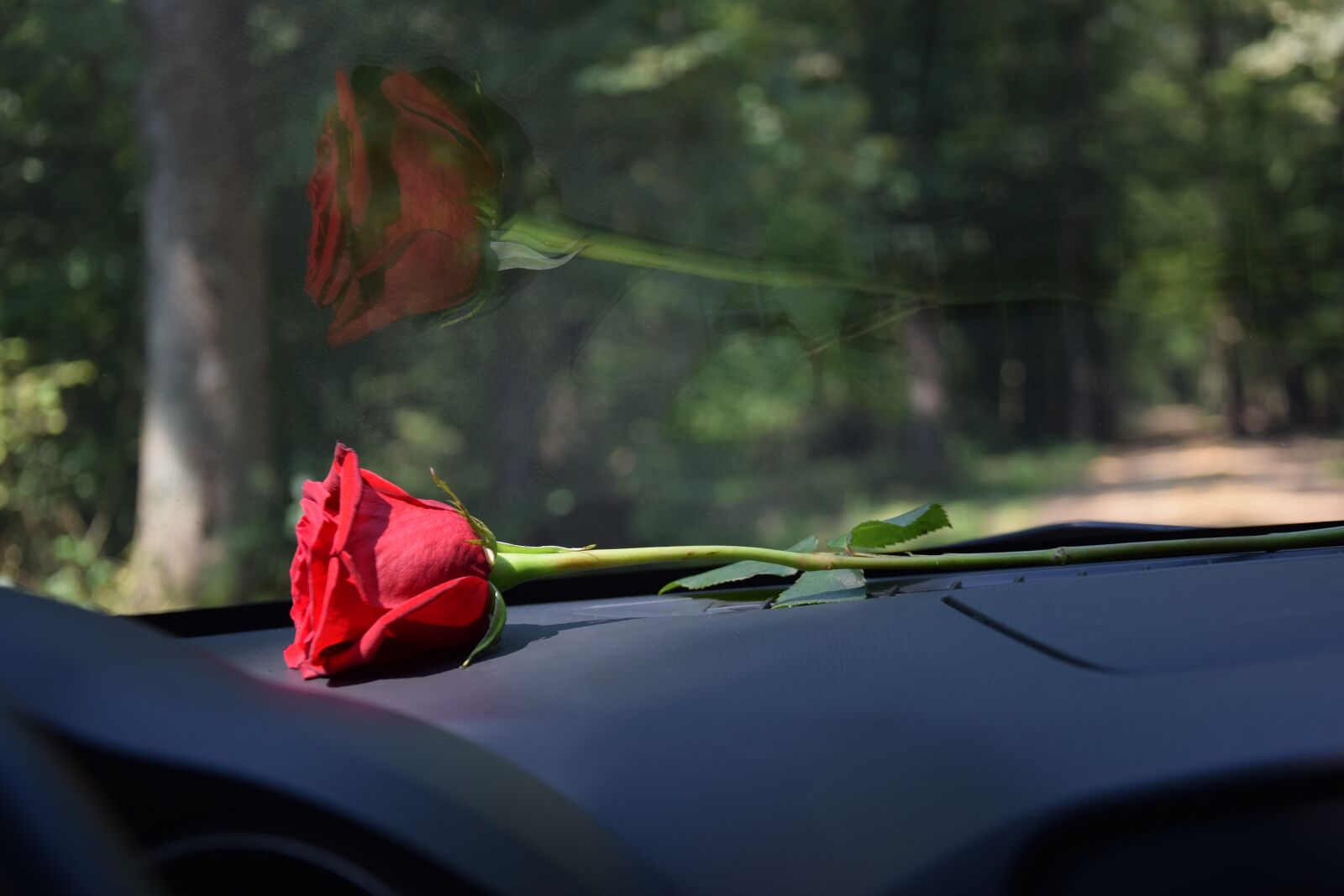 Nikon D3300 sample photo. Red rose on car photography