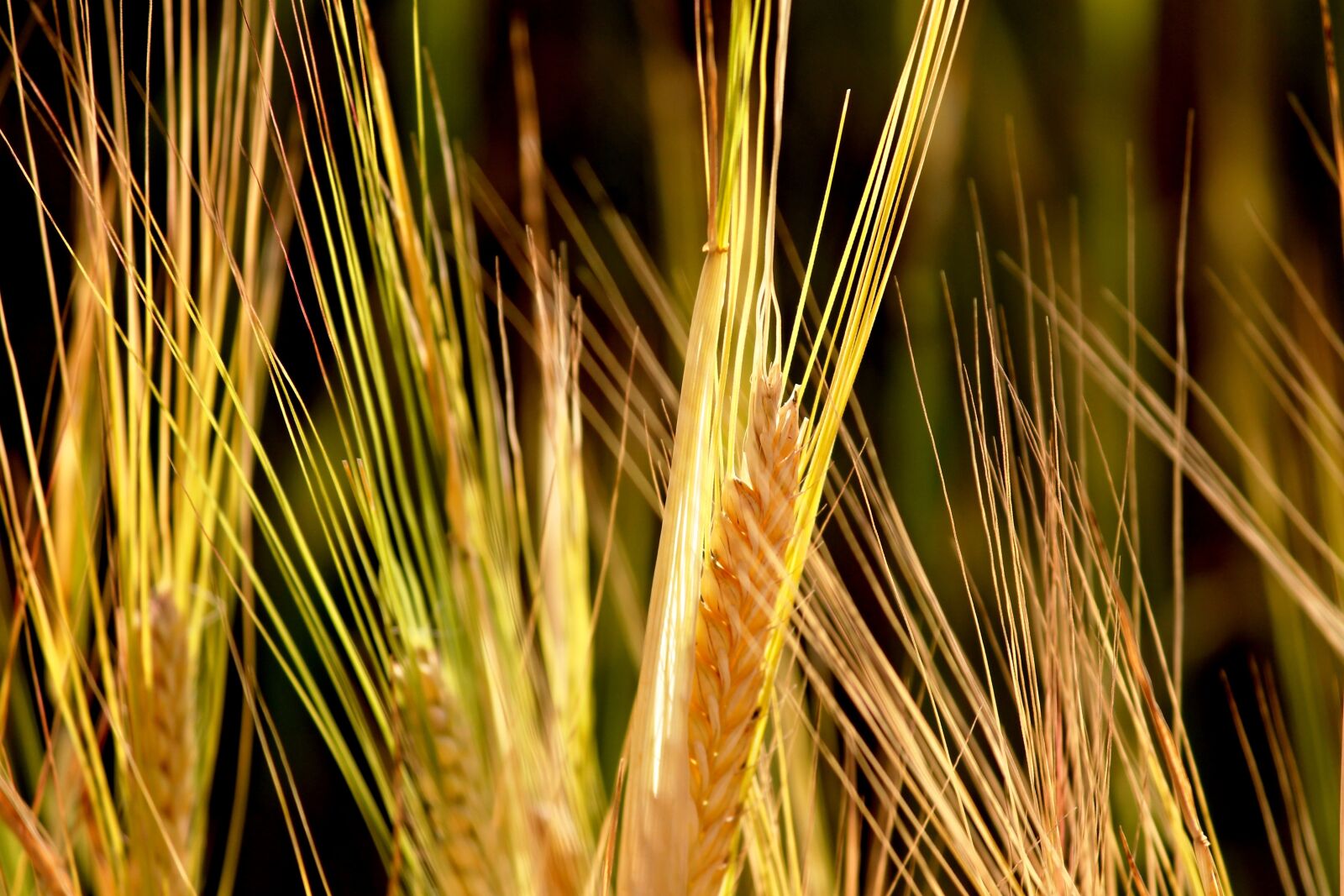 Canon EOS 1100D (EOS Rebel T3 / EOS Kiss X50) sample photo. Rye, cereals, spike photography