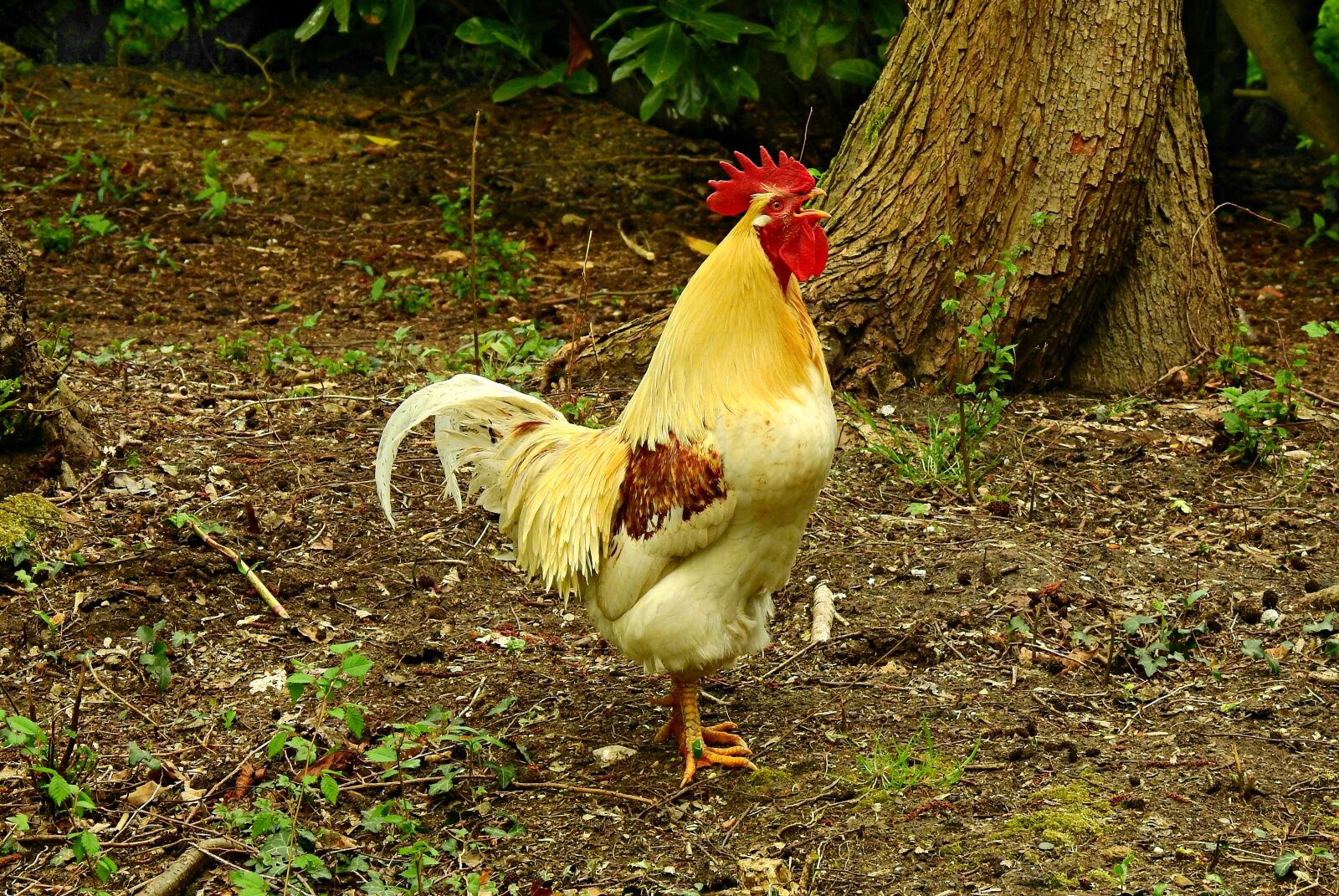 Nikon Coolpix P900 sample photo. Rooster, chicken, bird photography