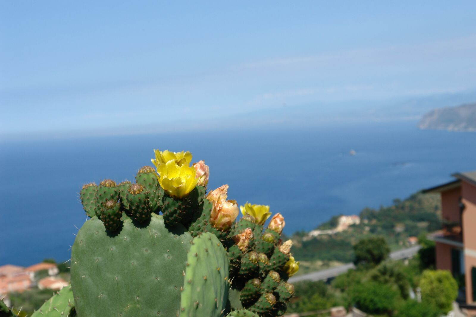 Sony DSC-R1 sample photo. Sicily, mediterranean sea, cactus photography