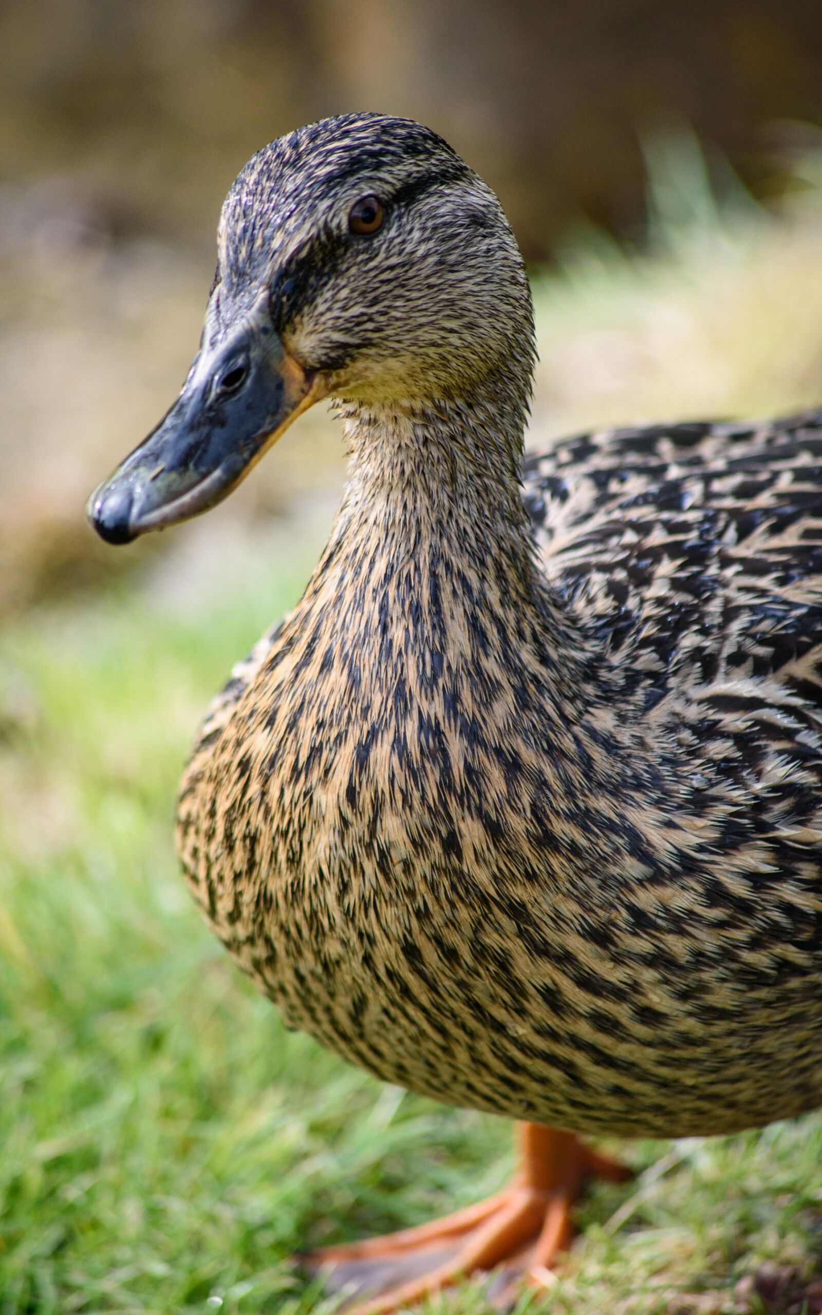 Nikon D750 sample photo. Duck, bird, animal photography