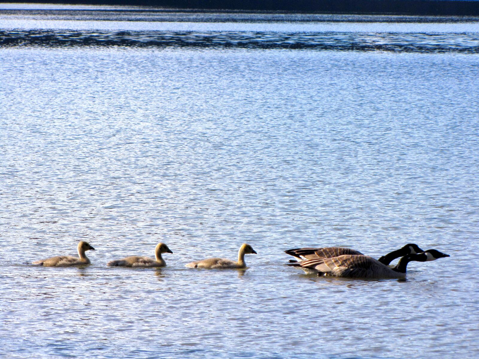 Canon PowerShot SX10 IS sample photo. British columbia, coquitlam, buntzen photography