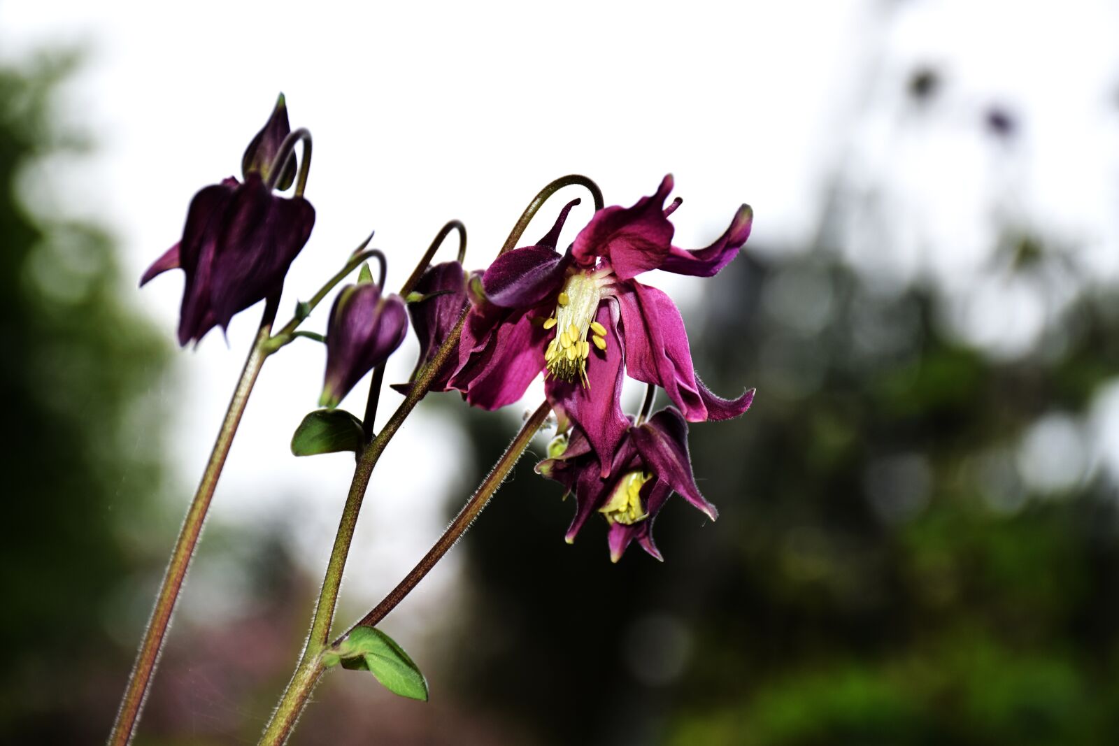 Nikon D7200 sample photo. Aquilegia, granny's bonnet, flower photography
