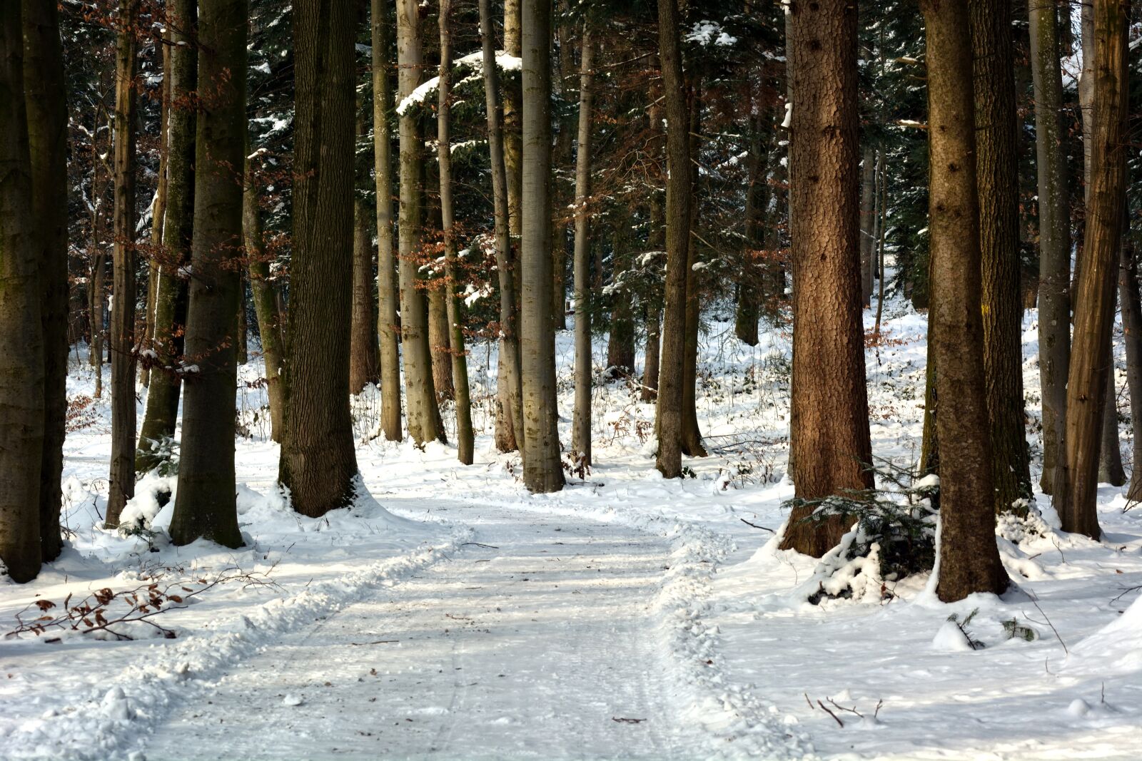 Nikon D7100 sample photo. Winter, snow, forest photography