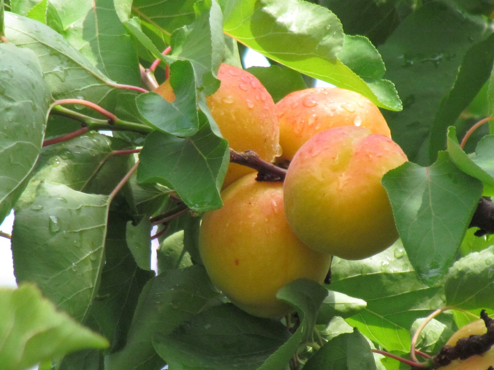 Canon PowerShot SX30 IS sample photo. Fruit, peach, fruits photography