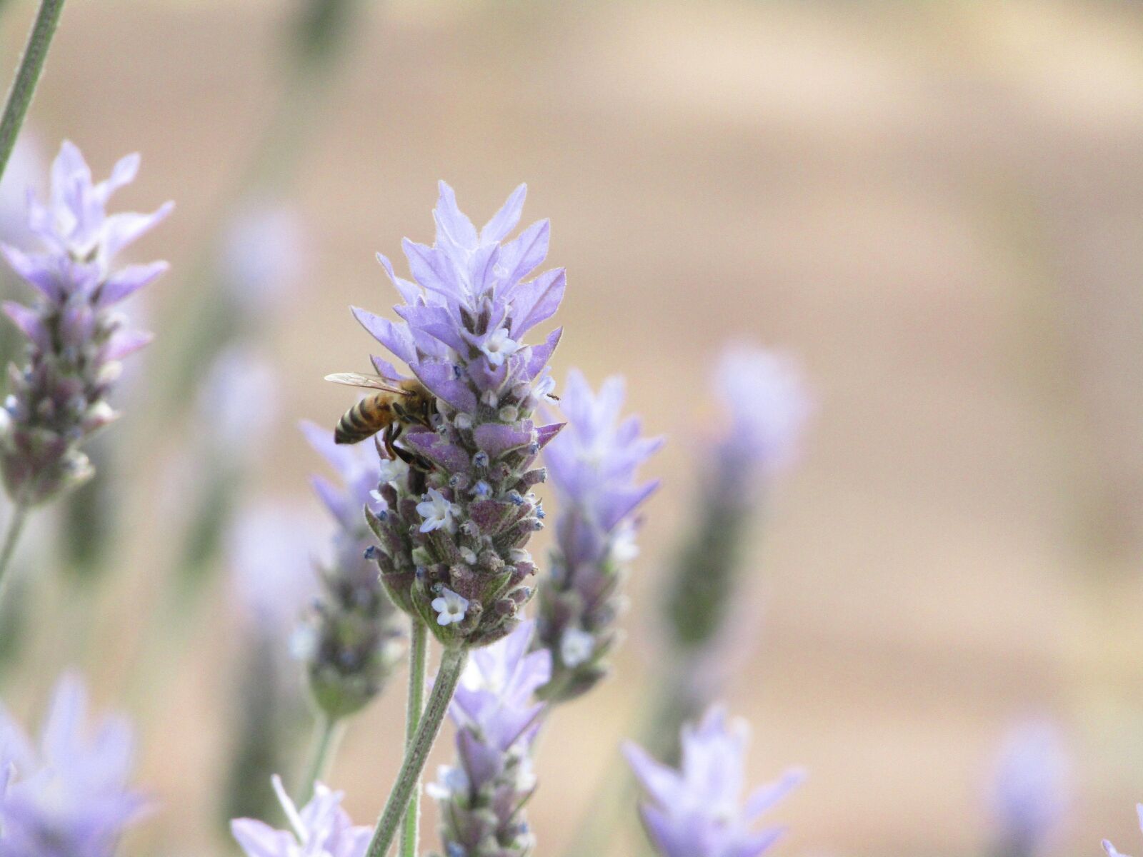 Canon PowerShot SX420 IS sample photo. Bee, flower, garden photography