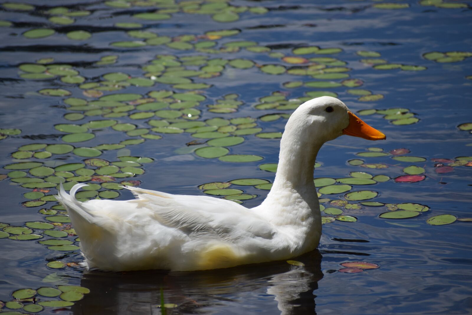 Nikon D5300 sample photo. Water, pool, lake photography
