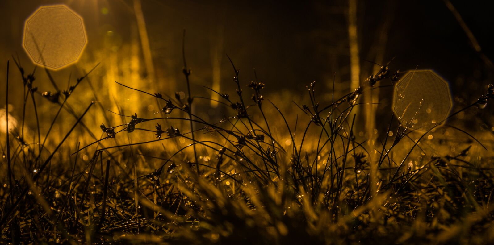 Sony a7R II + Canon EF 24-70mm F2.8L II USM sample photo. Night, grass, bokeh photography