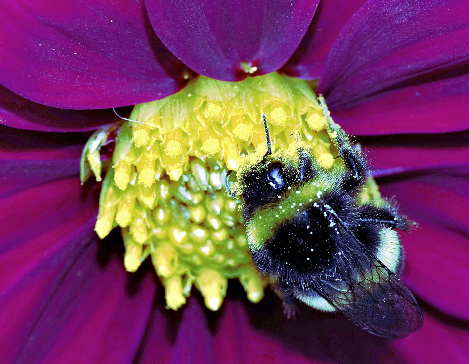 Pentax K-S2 sample photo. Bumblebee, insect, pollinate photography